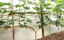 Texas Everbearing Fig Tree - 1 Gallon Pot 13 Texas Everbearing Fig Tree - 1 Gallon Pot -Deals Sapling Whisper Store Fig Texas Everbearing 6 1