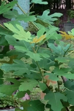 Texas Everbearing Fig Tree - 6 Pack Of 1 Gallon Pots -Deals Sapling Whisper Store Fig Texas Everbearing 7