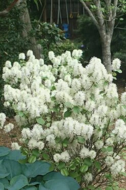 Mount Airy Fothergilla - 1 Gallon Pot 12 Mount Airy Fothergilla - 1 Gallon Pot -Deals Sapling Whisper Store Fothergilla Mount Airy 16