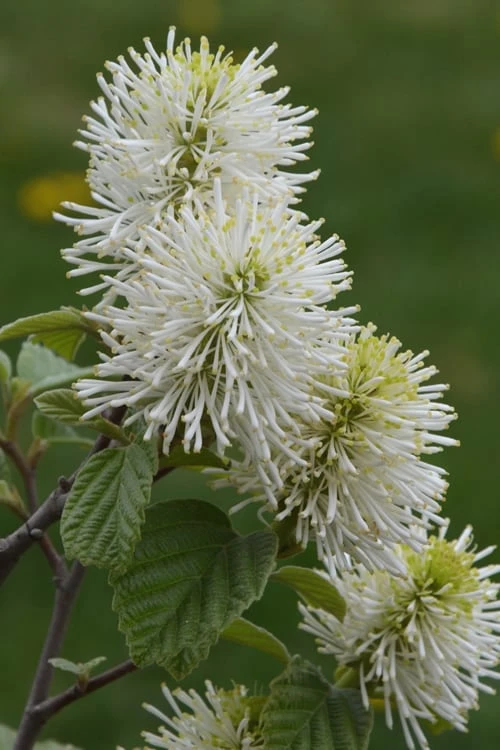 Mount Airy Fothergilla - 1 Gallon Pot 8 Mount Airy Fothergilla - 1 Gallon Pot - Image 6
