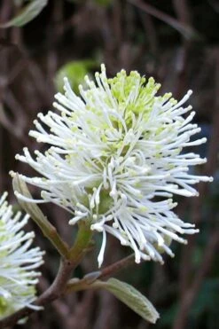 Mount Airy Fothergilla - 1 Gallon Pot 15 Mount Airy Fothergilla - 1 Gallon Pot -Deals Sapling Whisper Store Fothergilla Mount Airy 7