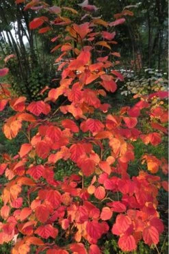 Mount Airy Fothergilla - 1 Gallon Pot 13 Mount Airy Fothergilla - 1 Gallon Pot -Deals Sapling Whisper Store Fothergilla Mount Airy 8