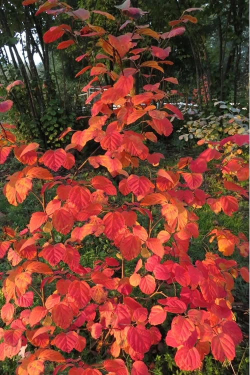 Mount Airy Fothergilla - 1 Gallon Pot 7 Mount Airy Fothergilla - 1 Gallon Pot - Image 5