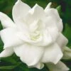 August Beauty Gardenia - 2.5 Quart Pot 1 August Beauty Gardenia - 2.5 Quart Pot -Deals Sapling Whisper Store Gardenia August Beauty 5 500x750 5