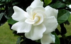 August Beauty Gardenia - 3 Gallon Pot 12 August Beauty Gardenia - 3 Gallon Pot -Deals Sapling Whisper Store Gardenia August Beauty Flower Closeup 3