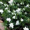 Radicans Creeping Dwarf Gardenia - 6 Pack Of 1 Gallon Pots -Deals Sapling Whisper Store Gardenia Creeping 22