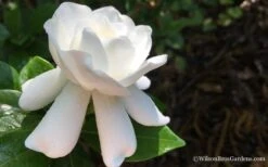 Crown Jewel Gardenia - 1 Gallon Pot -Deals Sapling Whisper Store Gardenia Crown Jewel 4