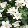 Hardy Fragrant Daisy Gardenia Bush - 1 Gallon Pot 1 Hardy Fragrant Daisy Gardenia Bush - 1 Gallon Pot -Deals Sapling Whisper Store Gardenia Daisy 20