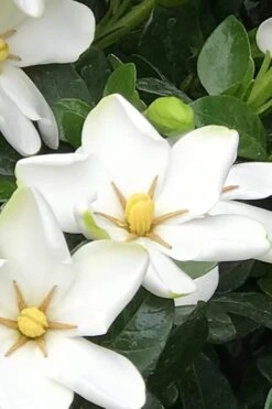 Hardy Fragrant Daisy Gardenia Bush - 1 Gallon Pot 12 Hardy Fragrant Daisy Gardenia Bush - 1 Gallon Pot -Deals Sapling Whisper Store Gardenia Daisy 21