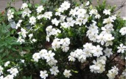 Hardy Fragrant Daisy Gardenia Bush - 2.5 Quart Pot 13 Hardy Fragrant Daisy Gardenia Bush - 2.5 Quart Pot -Deals Sapling Whisper Store Gardenia Daisy Blooms 2 3
