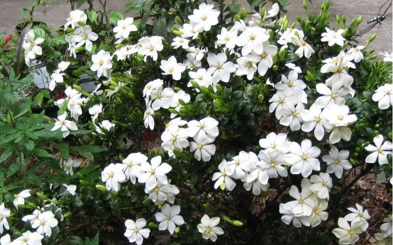 Hardy Fragrant Daisy Gardenia Bush - 2.5 Quart Pot 7 Hardy Fragrant Daisy Gardenia Bush - 2.5 Quart Pot - Image 5