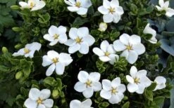 Hardy Fragrant Daisy Gardenia Bush - 3 Gallon Pot -Deals Sapling Whisper Store Gardenia Daisy Blooms 3