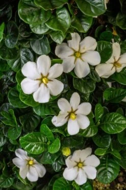 Diamond Spire Gardenia - 1 Gallon Pot -Deals Sapling Whisper Store Gardenia Diamond Spire 2 2