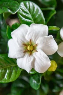 Diamond Spire Gardenia - 2 Gallon Pot 12 Diamond Spire Gardenia - 2 Gallon Pot -Deals Sapling Whisper Store Gardenia Diamond Spire 3