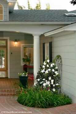 Diamond Spire Gardenia - 1 Gallon Pot -Deals Sapling Whisper Store Gardenia Diamond Spire 5 2