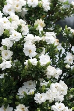 Double Mint Gardenia - 1 Gallon Pot 12 Double Mint Gardenia - 1 Gallon Pot -Deals Sapling Whisper Store Gardenia Double Mint 2 2