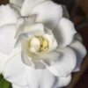 Double Mint Gardenia - 3 Gallon Pot 2 Double Mint Gardenia - 3 Gallon Pot -Deals Sapling Whisper Store Gardenia Double Mint 5 1