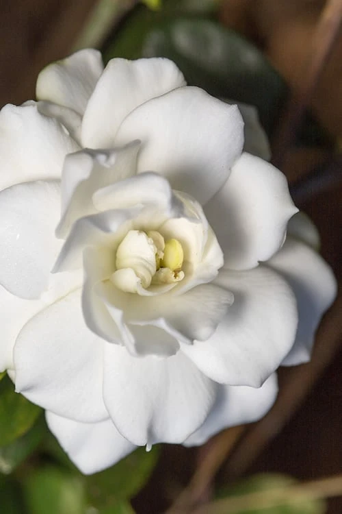 Double Mint Gardenia - 1 Gallon Pot 3 Double Mint Gardenia - 1 Gallon Pot