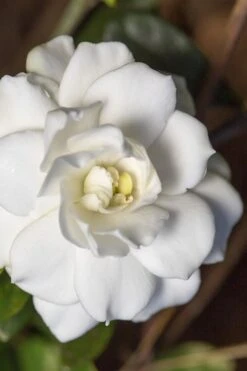 Deals Sapling Whisper Store 21 Double Mint Gardenia - 2 Gallon Pot