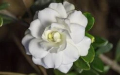 Double Mint Gardenia - 1 Gallon Pot 15 Double Mint Gardenia - 1 Gallon Pot -Deals Sapling Whisper Store Gardenia Double Mint 6 2