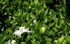 Double Mint Gardenia - 3 Gallon Pot -Deals Sapling Whisper Store Gardenia Double Mint 7 1