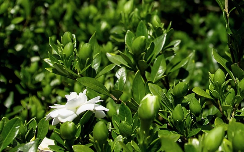 Double Mint Gardenia - 2 Gallon Pot 7 Double Mint Gardenia - 2 Gallon Pot - Image 6