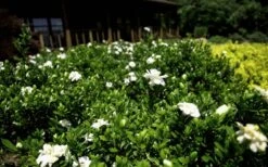 Double Mint Gardenia - 1 Gallon Pot 13 Double Mint Gardenia - 1 Gallon Pot -Deals Sapling Whisper Store Gardenia Double Mint 8 2