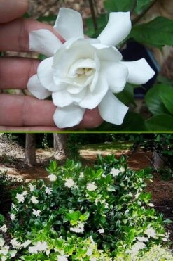 Fall In Love Cold Hardy Gardenia - 1 Gallon Pot 12 Fall In Love Cold Hardy Gardenia - 1 Gallon Pot -Deals Sapling Whisper Store Gardenia Fall In Love BS