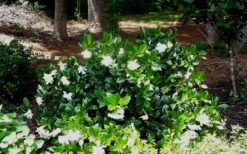 Fall In Love Cold Hardy Gardenia - 1 Gallon Pot 13 Fall In Love Cold Hardy Gardenia - 1 Gallon Pot -Deals Sapling Whisper Store Gardenia Fallin In Love Shrub