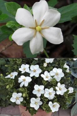 Hardy Fragrant Daisy Gardenia Bush - 3 Gallon Pot -Deals Sapling Whisper Store Gardenia Hardy Daisy 500x750 3