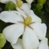 Heaven Scent Gardenia - 1 Gallon Pot 1 Heaven Scent Gardenia - 1 Gallon Pot -Deals Sapling Whisper Store Gardenia Heaven Scent 15 1