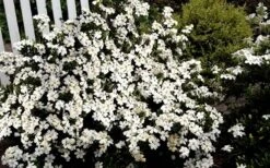 Heaven Scent Gardenia - 1 Gallon Pot -Deals Sapling Whisper Store Gardenia Heaven Scent 17 1
