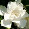 Jubilation Gardenia - 2 Gallon Pot 2 Jubilation Gardenia - 2 Gallon Pot -Deals Sapling Whisper Store Gardenia Jubilation BS