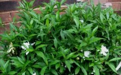 Radicans Creeping Dwarf Gardenia - 1 Gallon Pot -Deals Sapling Whisper Store Gardenia Radicans 53 1
