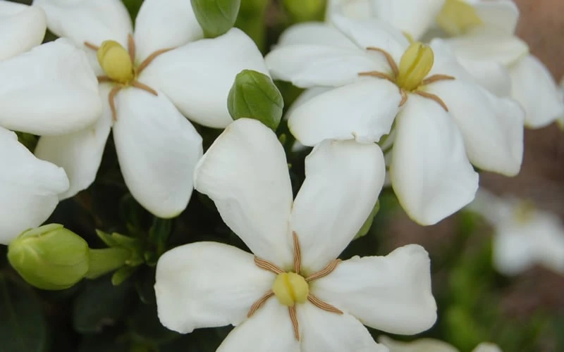 ScentAmazing Gardenia - 2 Gallon Pot 6 ScentAmazing Gardenia - 2 Gallon Pot - Image 4