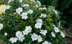 ScentAmazing Gardenia - 2 Gallon Pot 12 ScentAmazing Gardenia - 2 Gallon Pot -Deals Sapling Whisper Store Gardenia Scentamazing Shrub 1
