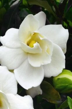 Sweet Tea Gardenia - 3 Gallon Pot 11 Sweet Tea Gardenia - 3 Gallon Pot -Deals Sapling Whisper Store Gardenia Sweet Tea 1