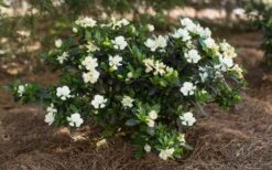 Sweet Tea Gardenia - 3 Gallon Pot 10 Sweet Tea Gardenia - 3 Gallon Pot -Deals Sapling Whisper Store Gardenia Sweet Tea 5