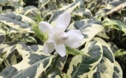 Variegated August Beauty Gardenia - 1 Gallon Pot -Deals Sapling Whisper Store Gardenia Variegated 1 2