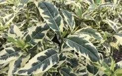 Variegated Gardenia - 1 Gallon Pot -Deals Sapling Whisper Store Gardenia Variegated 2