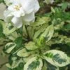 Variegated August Beauty Gardenia - 3 Gallon Pot 1 Variegated August Beauty Gardenia - 3 Gallon Pot -Deals Sapling Whisper Store Gardenia Variegated BS 1