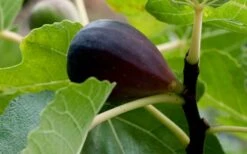 Black Mission Fig Tree - 1 Gallon Pot 11 Black Mission Fig Tree - 1 Gallon Pot -Deals Sapling Whisper Store Grape Black Mission 50