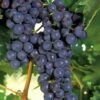Concord Seedless Grape Vine - 1 Gallon Pot -Deals Sapling Whisper Store Grape Concord 1