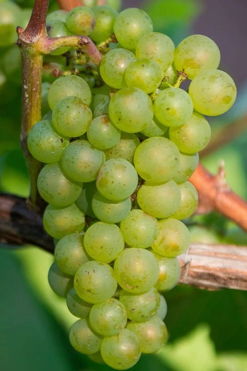 Niagara Seedless Grape Vine - 1 Gallon Pot 3 Niagara Seedless Grape Vine - 1 Gallon Pot