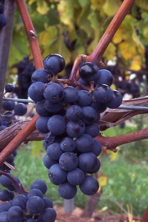 Sunbelt Grape Vine - 1 Gallon Pot 3 Sunbelt Grape Vine - 1 Gallon Pot