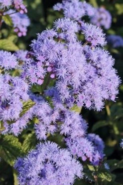 Hardy Ageratum (Blue Mistflower) - 1 Gallon Pot -Deals Sapling Whisper Store Hardy Ageratum 3