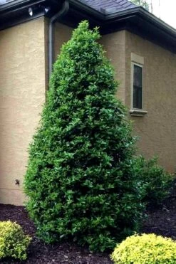 Greenleaf American Holly (Ilex Opaca) - 3 Gallon Pot -Deals Sapling Whisper Store Holly Oakland 12