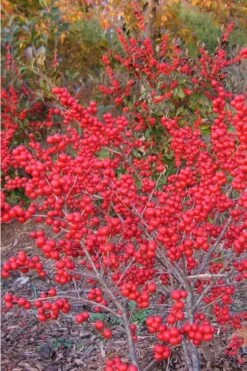 Winter Red Female Winterberry Holly - 6 Pack Of 1 Gallon Pots -Deals Sapling Whisper Store Holly Winter Red 1 1