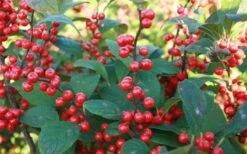 Winter Red Female Winterberry Holly - 6 Pack Of 1 Gallon Pots -Deals Sapling Whisper Store Holly Winter Red 7 1