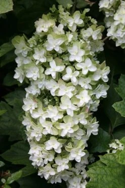 Snowflake Oakleaf Hydrangea - 3 Gallon Pot -Deals Sapling Whisper Store Hydrangea Snowflake 10